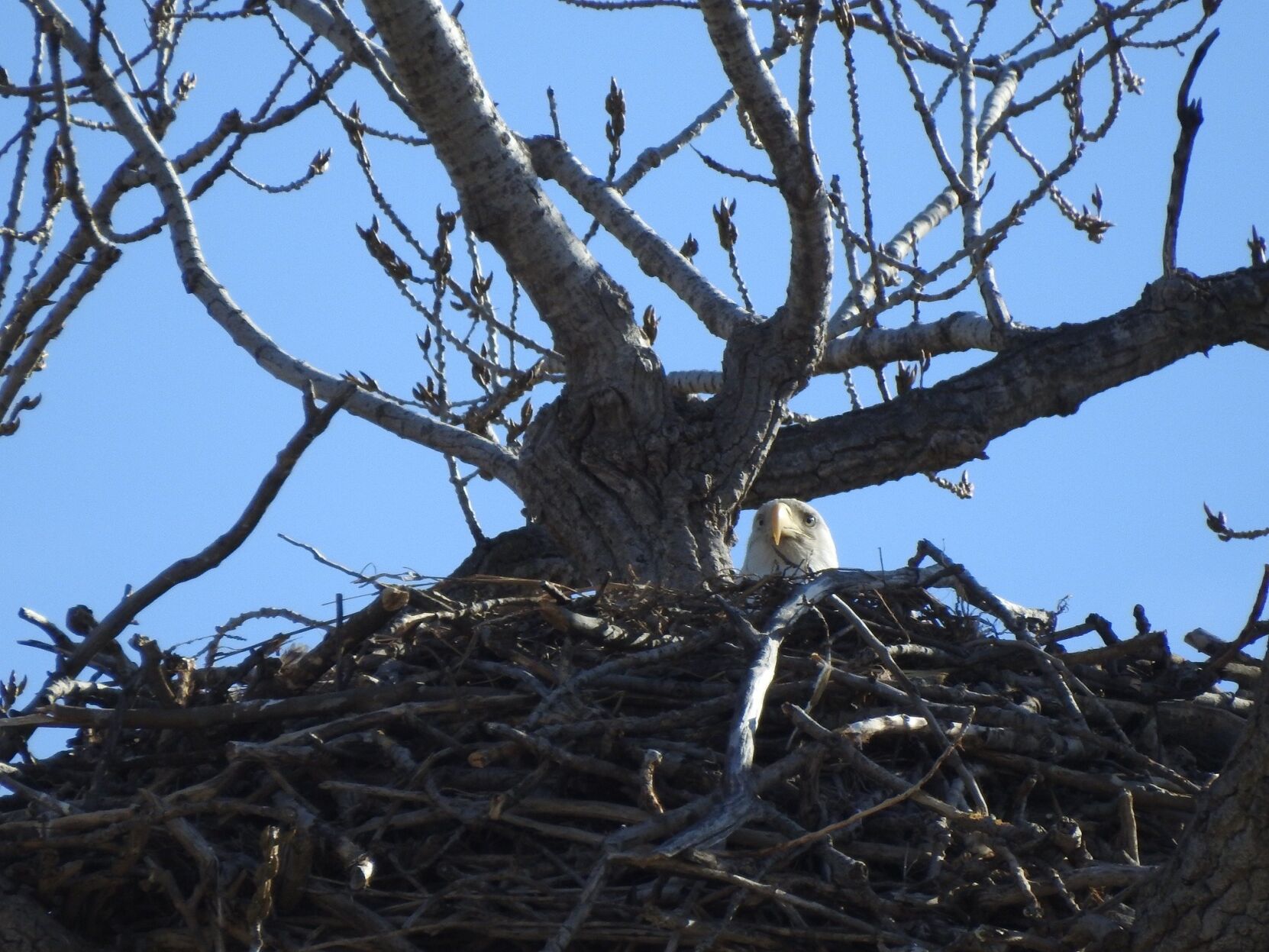 The Rader Nest